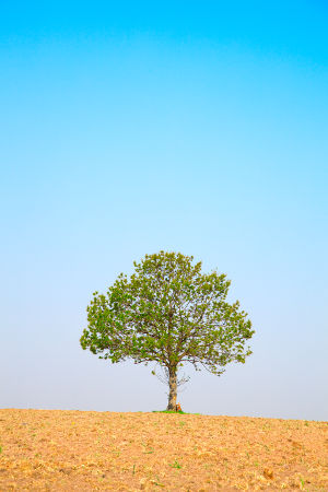 slider-árbol